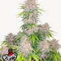Семена конопли CHERRY COLA Auto от Fast Buds